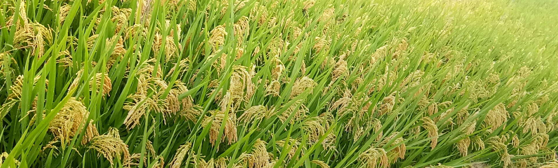 2019年水稻制種扶貧工作總結(jié)